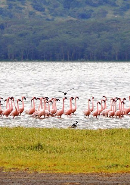 Safari Kenya agence locale : pourquoi faire confiance à une équipe basée sur place