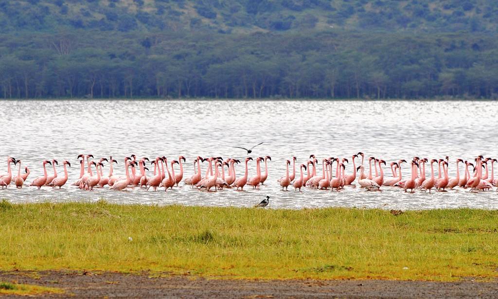 Safari Kenya agence locale : pourquoi faire confiance à une équipe basée sur place