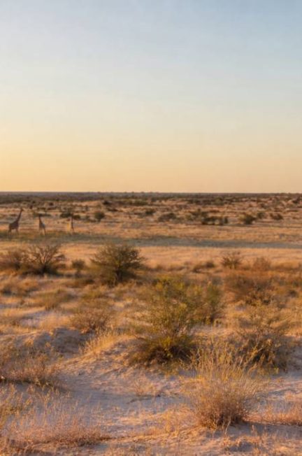 Voyage au cœur du central kalahari