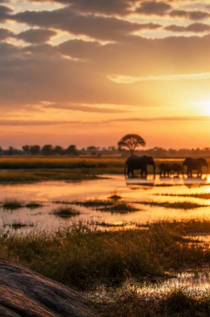 Prix d’un safari au botswana : combien prévoir selon la saison